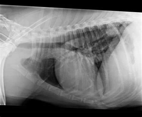 Canine Lung Tumours News Eastcott Referral
