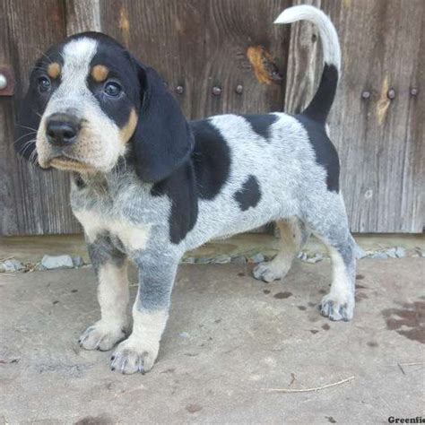 The blue tick coonhound is loyal and intelligent. Bluetick Coonhound Puppies For Sale | Hound dog puppies ...