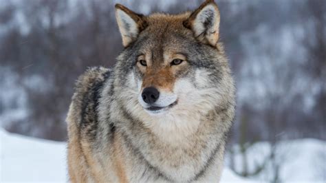 Over 200 Gray Wolves Killed In Three Days In Wisconsin After Taken Off