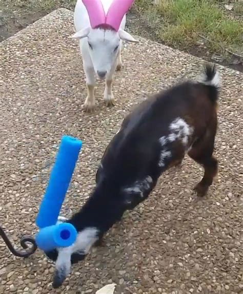 Butt Out Goats Go Head To Head Safely After Owner Covers Their Horns