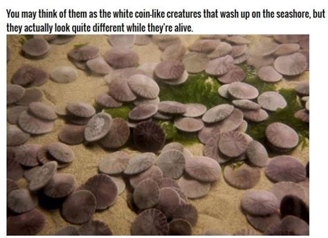 Why Sand Dollars Look The Same 4 Pics