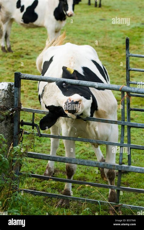 Cow Head Stuck Hi Res Stock Photography And Images Alamy