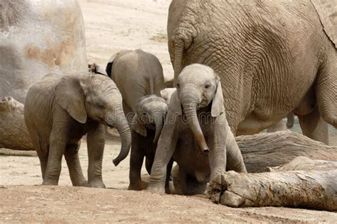 Baby Elephants Playing Stock Image Image Of Pachyderm 20688889