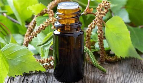 Birch Essential Oil Uses A Comprehensive Guide On How To Benefit From