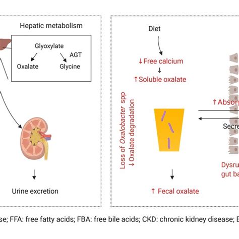 Pathophysiology Of Enteric Hyperoxaluria In Ibd Diseased Or Resected