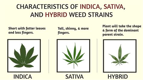 Indica Sativa Or Hybrid Whats The Difference Daily High Club