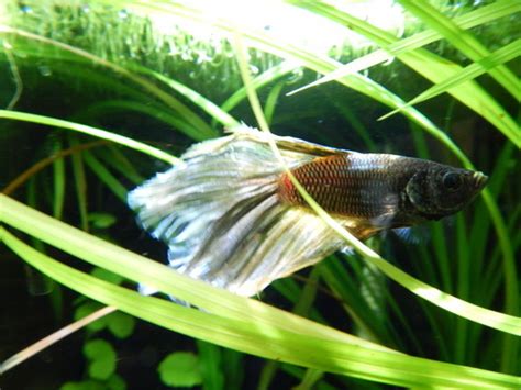 1 doctor answer • 2 doctors weighed in. How can you tell if a betta fish is bloated?