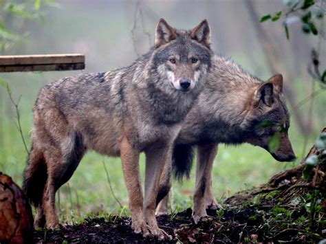 Wolves Are Not Egalitarians When It Comes To Play Fighting The