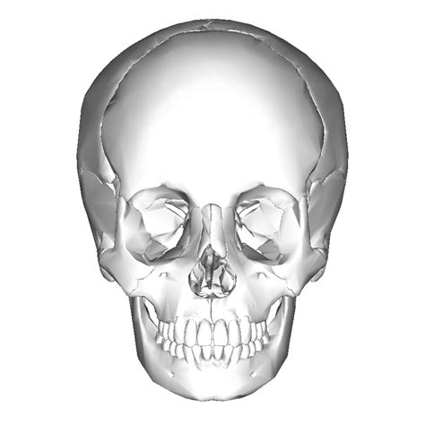 Filehuman Skull Anterior Viewpng Wikimedia Commons