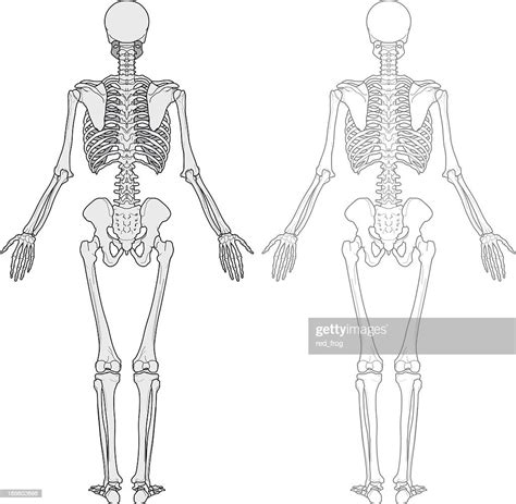 Human Body Skeleton High Res Vector Graphic Getty Images