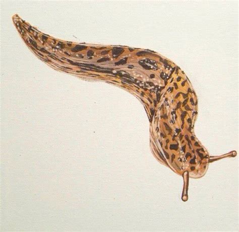 Leopard Slug By Marian Howse Slugs Painted Rocks Panted Rocks