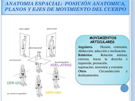 Anatomia Y Fisiologia Humana By Perezferin28 Issuu