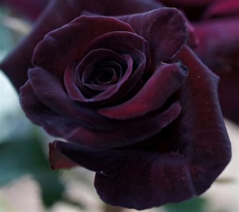 Silver rose flowers on white cards. 20 BLACK Flowers And Plants to Add Drama To Your Garden ...