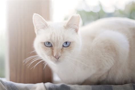 Cats Cream Colored Cats Pinterest