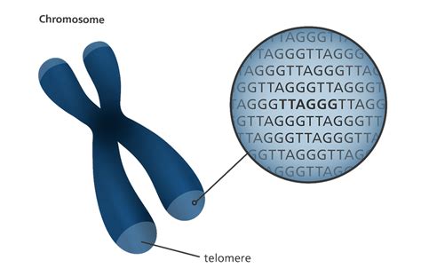 What Is A Telomere