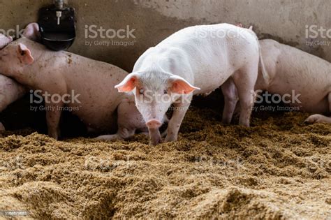 Group Of Pigs In Organic Rural Farm Agricultural Livestock Industry