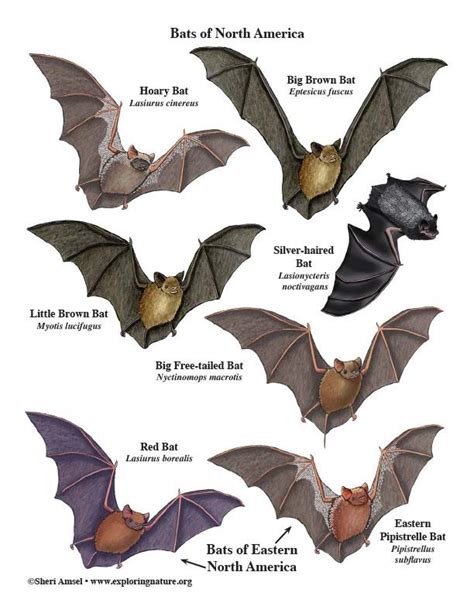 Bats Of North America Mini Poster Bat Species Bat Anatomy Bat