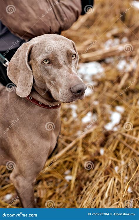 Weimaraner Nella Foresta Autunnale Cane Da Caccia A Caccia Cane