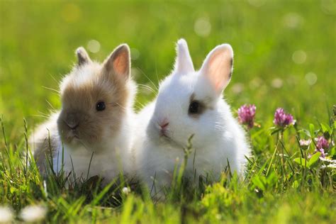 46 Rabbit Breeds To Keep As Pets