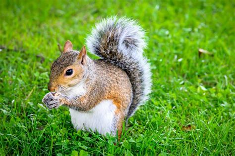 Cute Squirrel Eating Nuts In The Park Stock Photo Image Of Beautiful