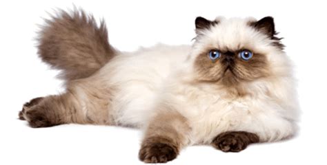 They are almost identical to persians except that they have. Himalayan Cat Or Persian Cat: Facts To Know | HolidogTimes