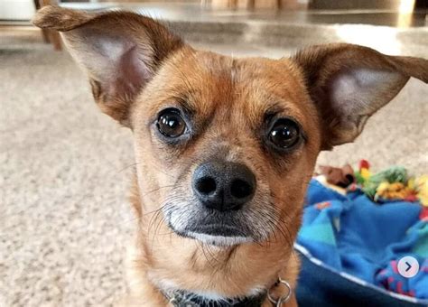 All About The Fun Size Chiweenie Chihuahua Dachshund Mix