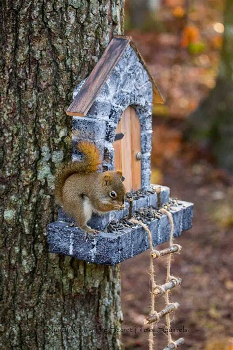 Well that looks like an awesome squirrel house or squirrel feeder. | Squirrel, Animals, Baby animals