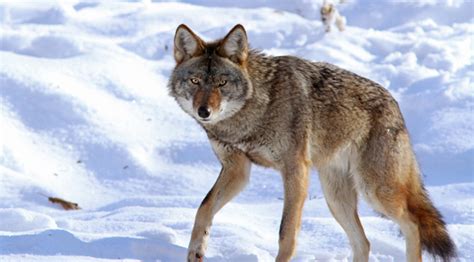 Woman Tricks Husband Into Believing She Adopted Coyote He Loses It