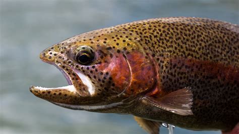 Ohio Fishing State Stocking Over 100000 Rainbow Trout At Public Lakes