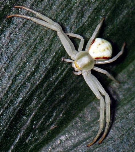 White Spider White Tailed Spider Spider Widow Spider