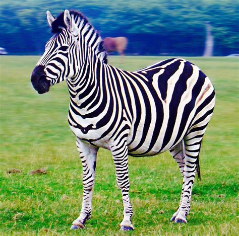 There Are Three Different Species Of Zebra That Are Found In Africa