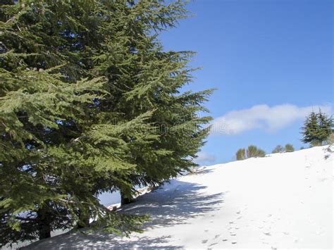Arz Al Barouk Lebanon Cedars Snow Season Stock Photo Image Of Blue