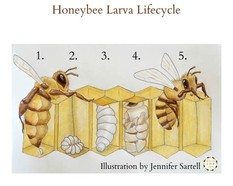The Life Cycle Of A Baby Bee Keeping Backyard Bees