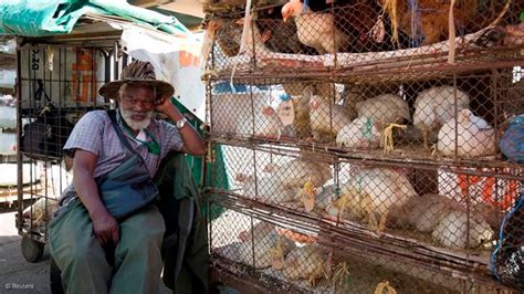 Ayam kampung kacuk/ayam organik husna, ayam segar dan sihat dari. SA: South African Poultry Association reports on impact of ...