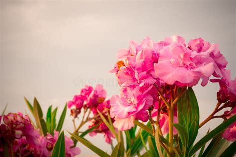 Close Up Of Oleander Flowers At Sunset Stock Image Image Of Spring
