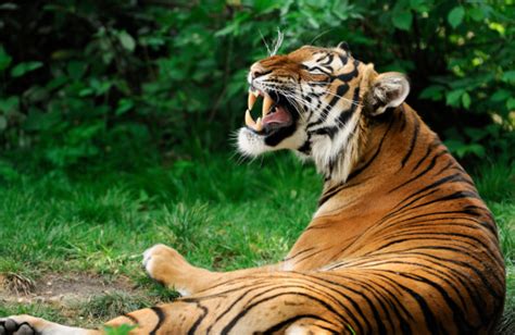 Snarling Tiger Stock Photo Download Image Now Istock