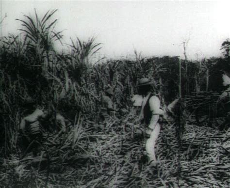 South Sea Islanders Cutting Cane 1899 Clip 1 On Aso Australias