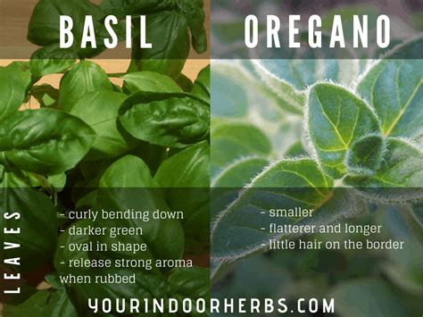 Basil Vs Oregano The 5 Differences With Photos Your Indoor Herbs