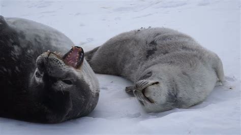 An Extraordinary Weddell Seal Mom Through The Years Youtube
