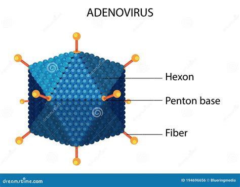 Adenovirus Structure Diagram On Virus Icon Background Vector