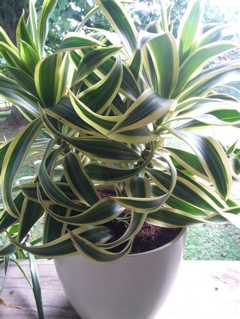 Download the plant dracaena lemon lime 001 model in up to 4096 x 4096 resolution for your 3d projects. Dracaena Lemon Lime "Surprise" | Dracaena, House plants ...
