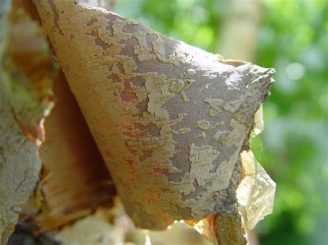 Why Some Trees in Minneapolis Have Peeling Bark - Lawnstarter