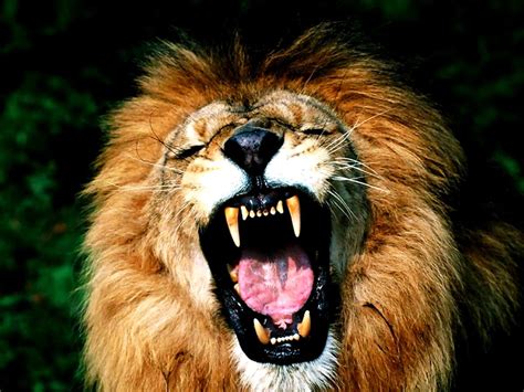 Lion Masai Lion Wildlife Wallpaper Top Free Download Pictures