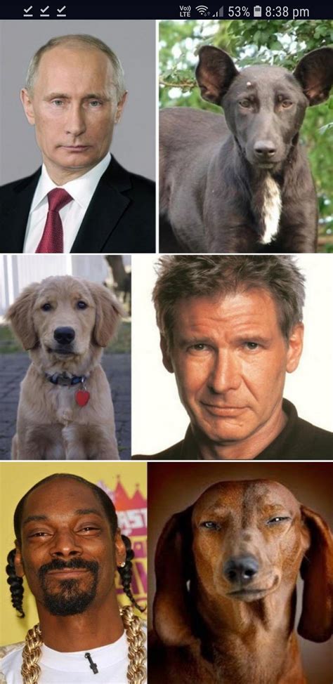 Celebrity Dog Look Alike