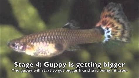 The dark spot is the guppy's gravid spot. How to tell if a Guppy is pregnant. | Guppy fish, Guppy ...