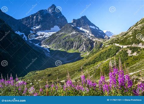 Mountain Flowers Road Snowy Peaks In The Mountains Stock Image