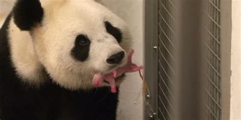 Baby Giant Panda Business Insider
