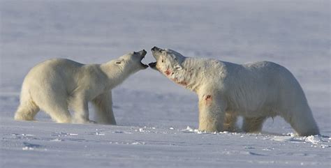 How Polar Bears Mate Ferocious Bloody Battles And Courtship Rituals