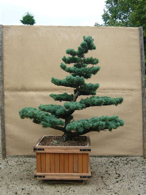 Die stunde da wir nichts voneinander wußten potsdam. Pin von Antonio Medina auf bonsay | Gartenbonsai ...