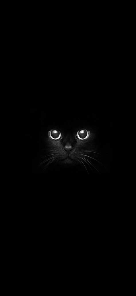 Dark Amoled Cat Wallpaper Download Mobcup